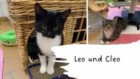 Leo & Cleo