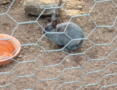 Kaninchen weiblich