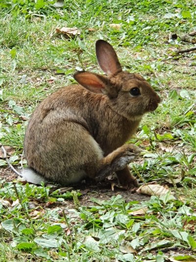 Kaninchen (ist im Tierheim)