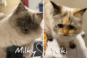 Yuki &amp; Milky - Nachricht aus dem neuen Zuhause :-)