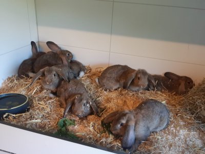 Kaninchen (sind im Tierheim)
