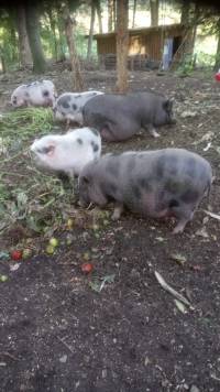 Hängebauchschweinchen suchen dringend ein neues Zuhause